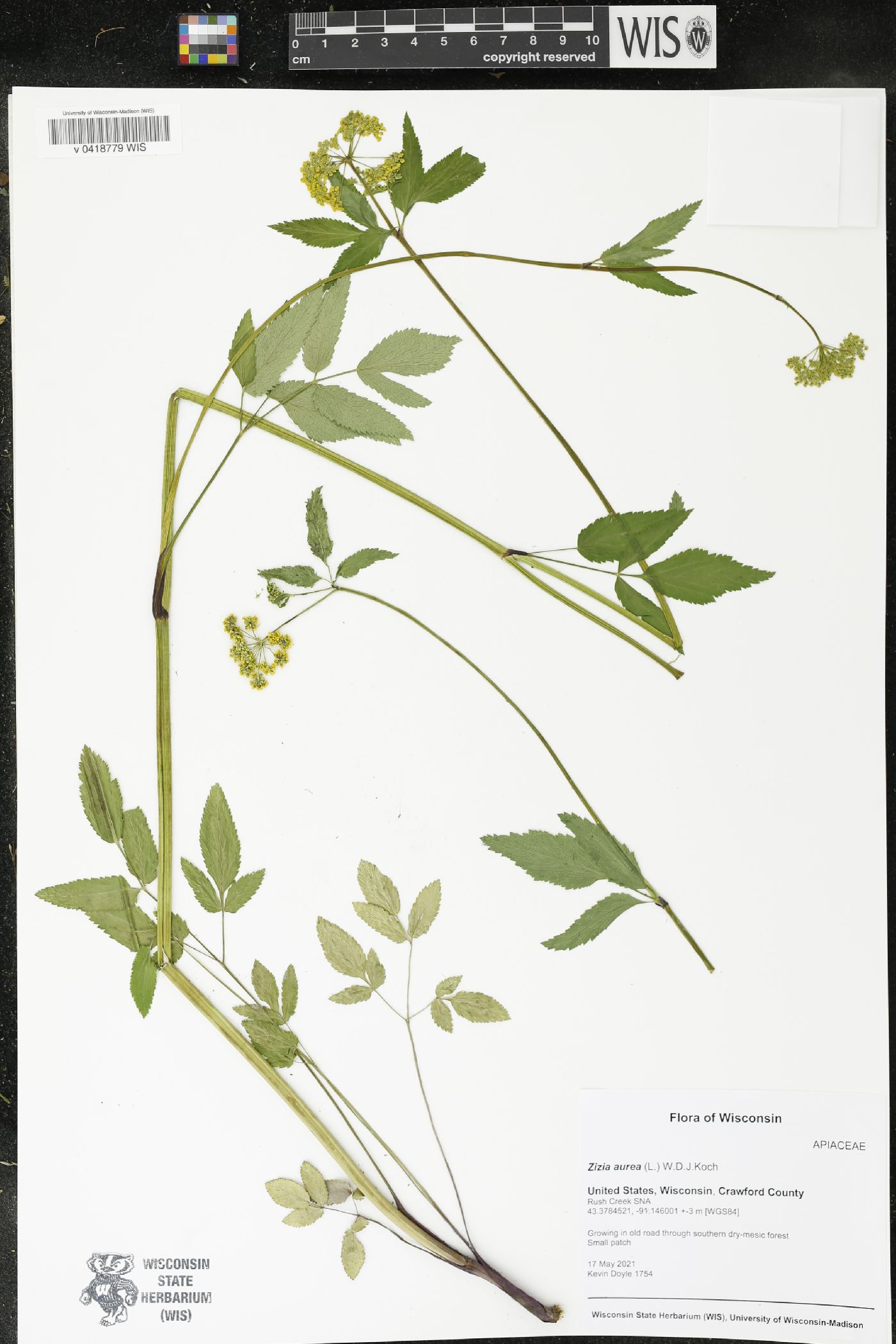 Zizia aurea image