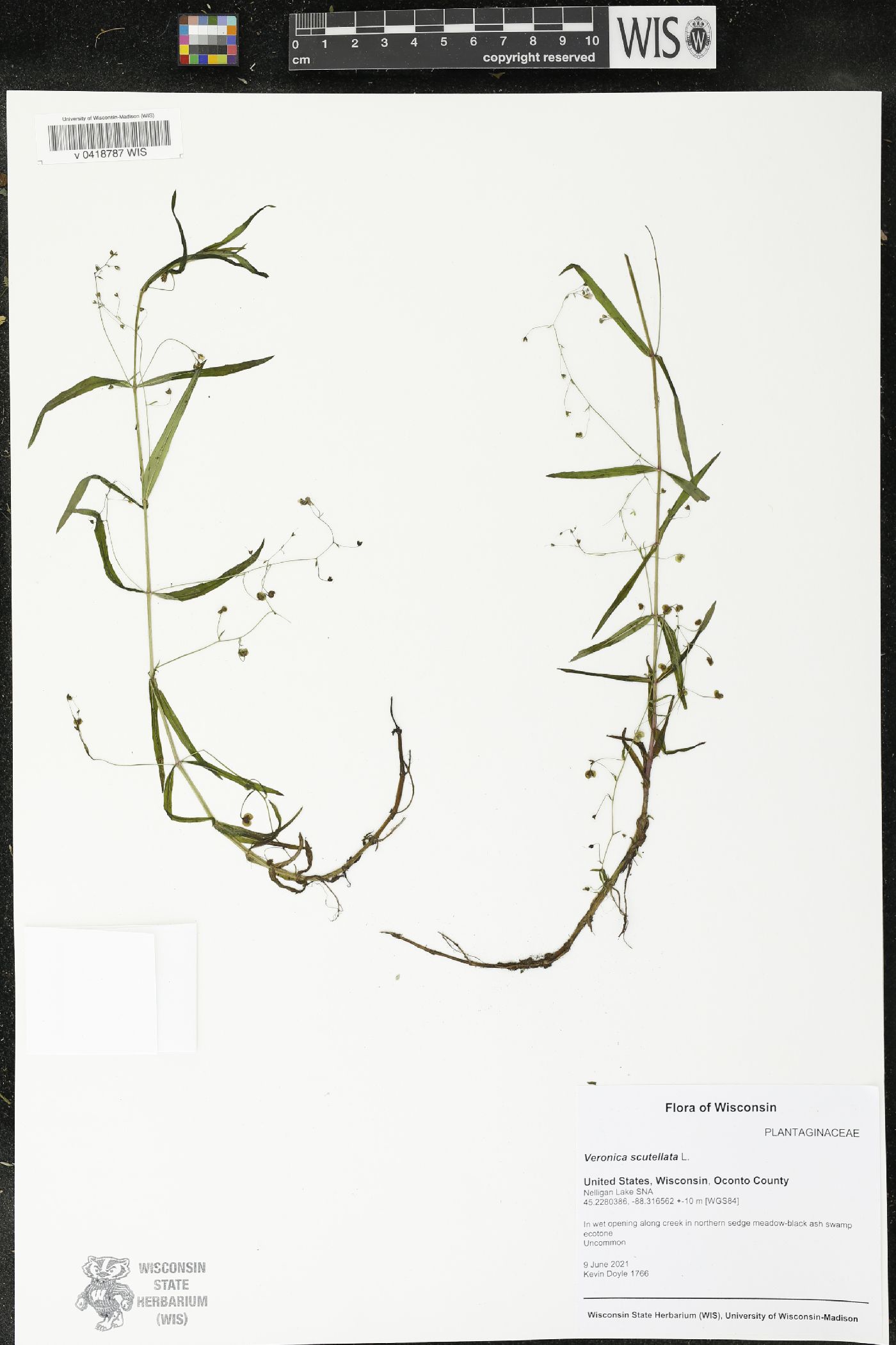 Veronica scutellata image