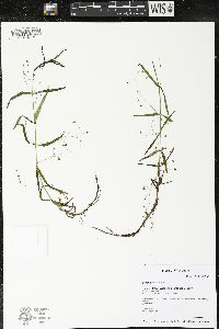 Veronica scutellata image