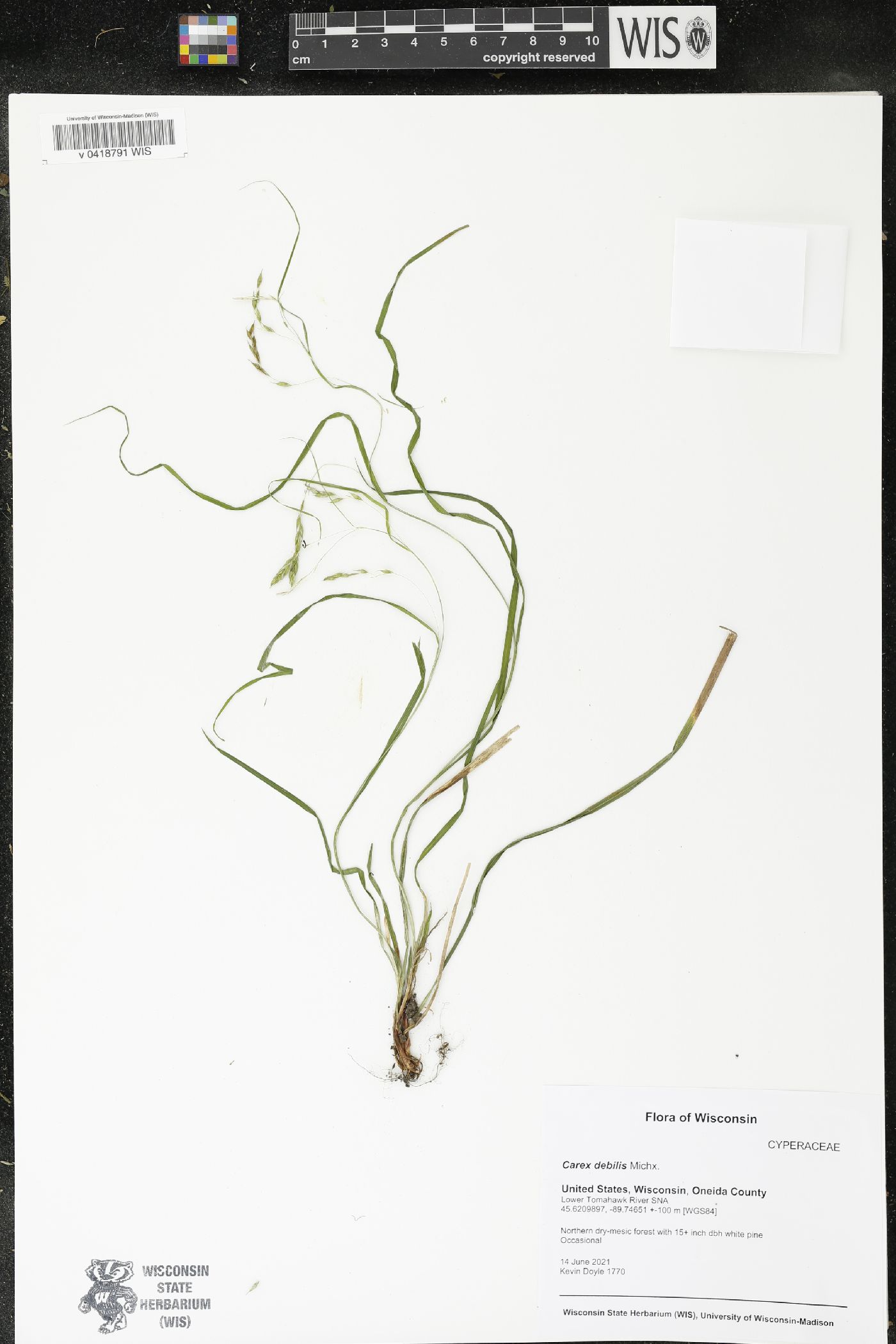Carex debilis image