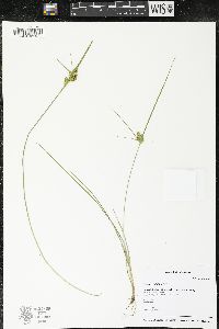 Carex viridula image