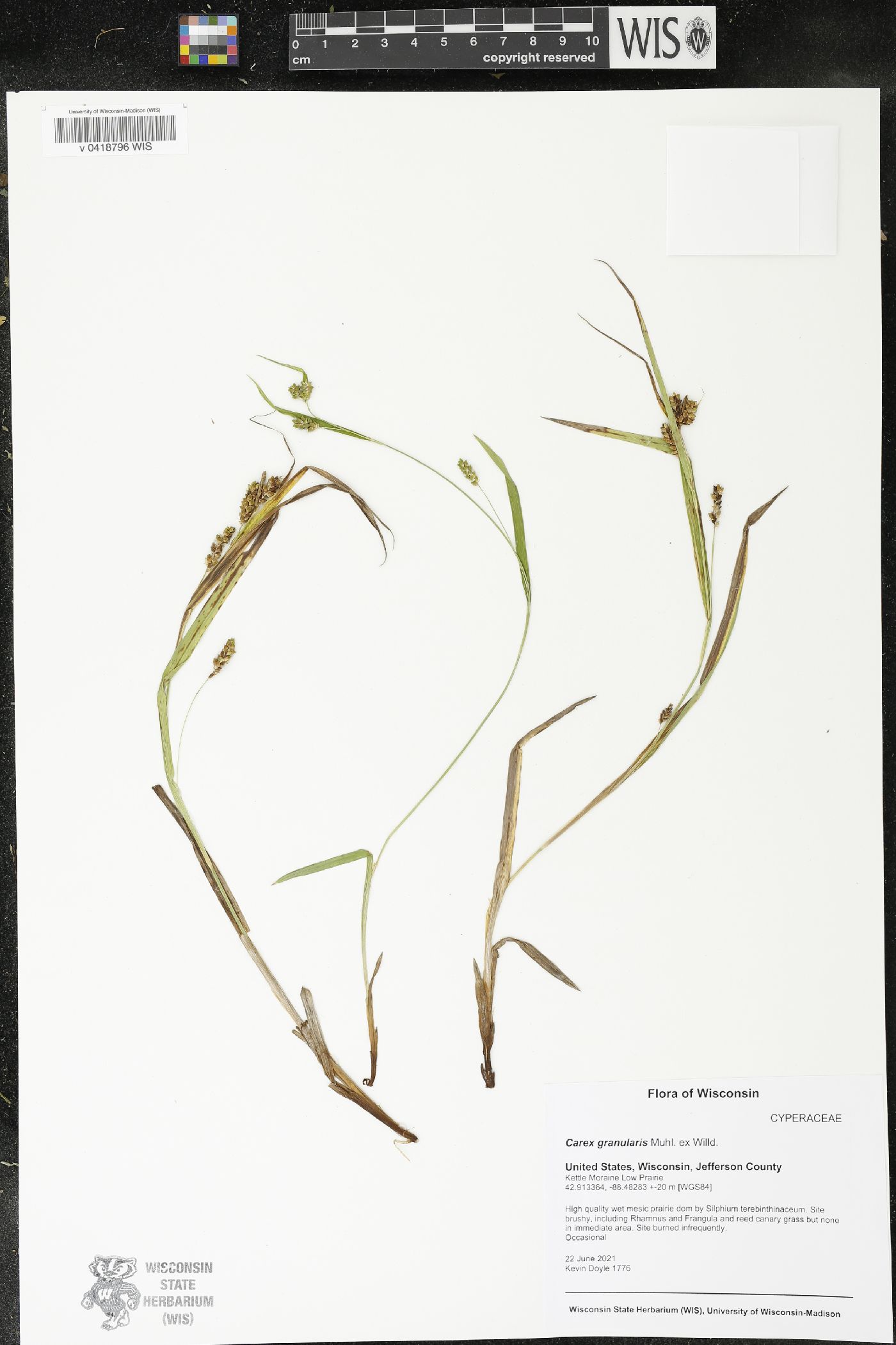 Carex granularis image