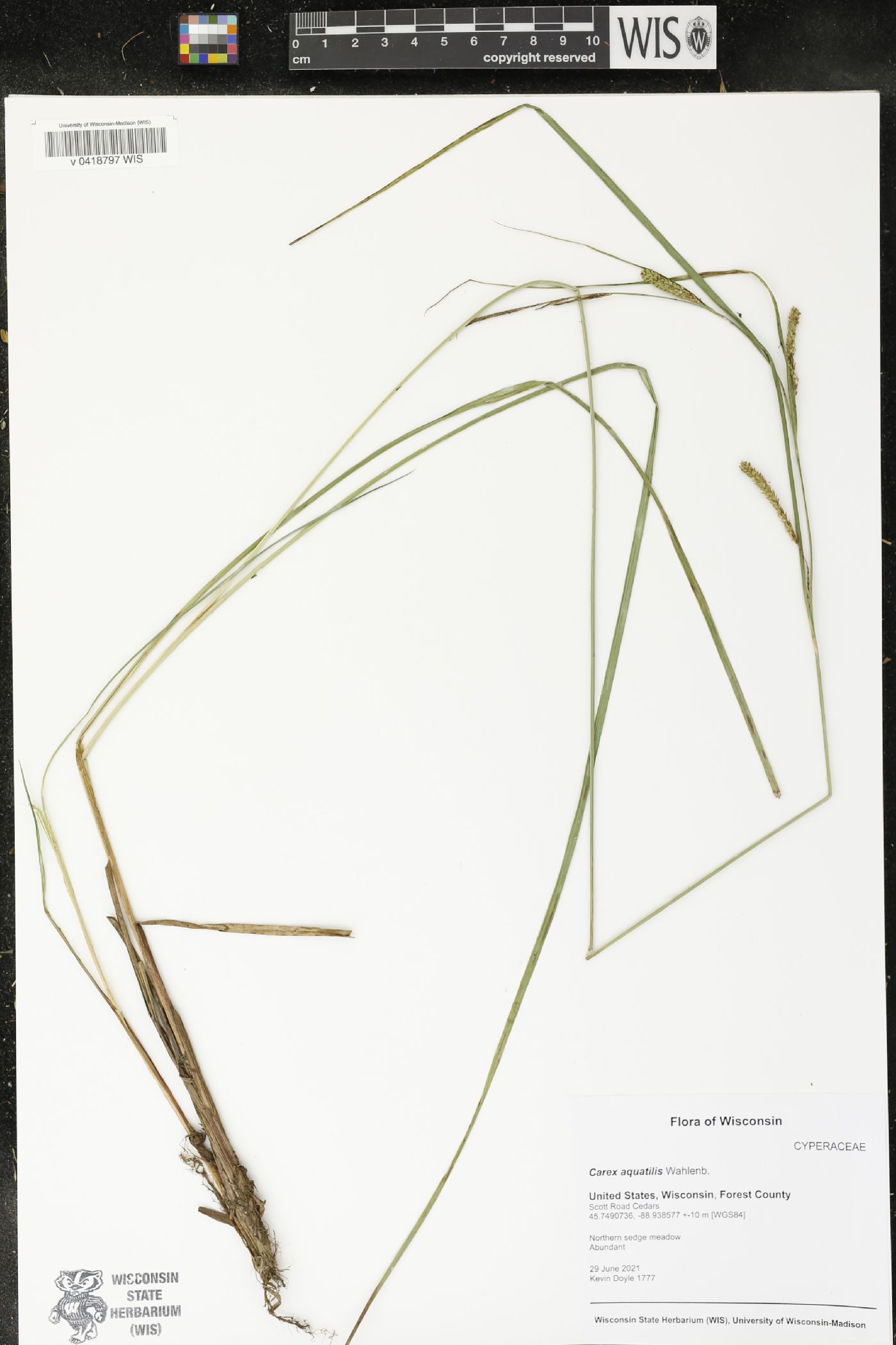 Carex aquatilis image