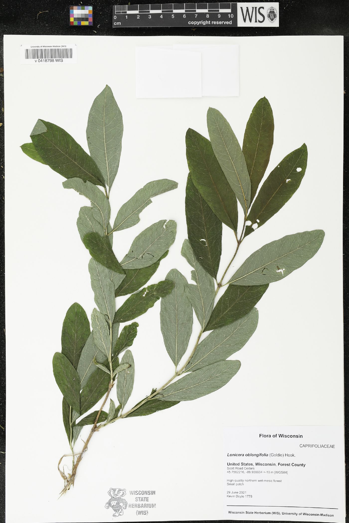 Lonicera oblongifolia image