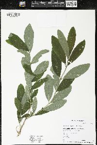 Lonicera oblongifolia image