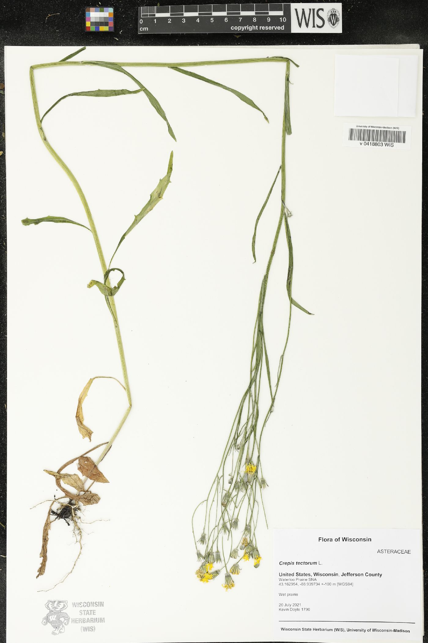 Crepis tectorum image
