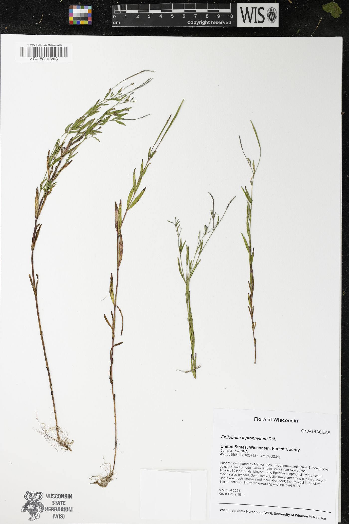 Epilobium leptophyllum image