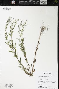 Epilobium strictum image