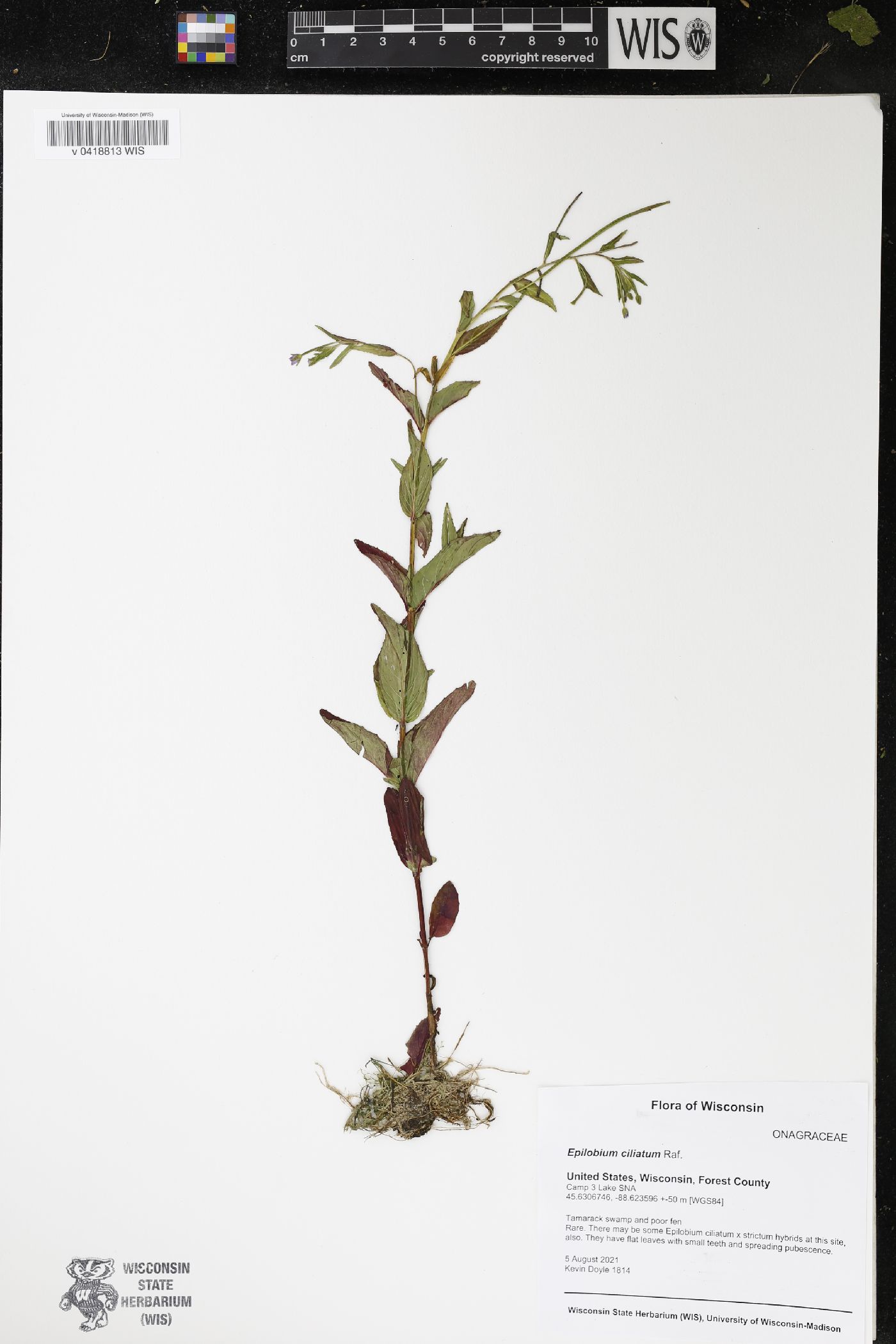 Epilobium ciliatum image