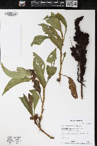 Rumex triangulivalvis image