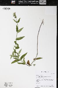 Stachys hispida image