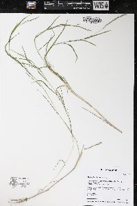 Muhlenbergia mexicana image