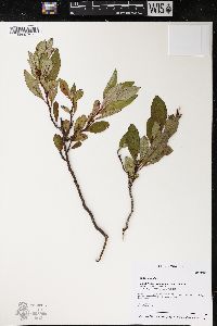 Prunus pumila image