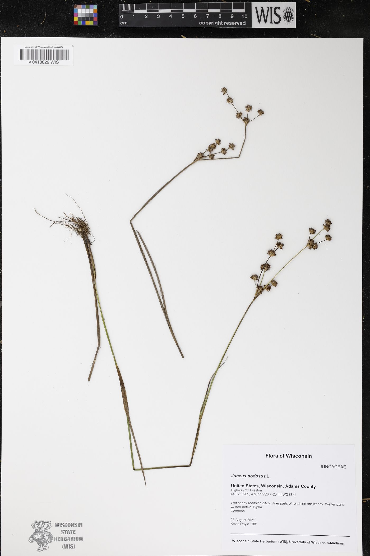 Juncus nodosus image