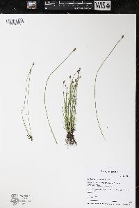 Eleocharis engelmannii image