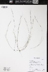 Aristida longespica image