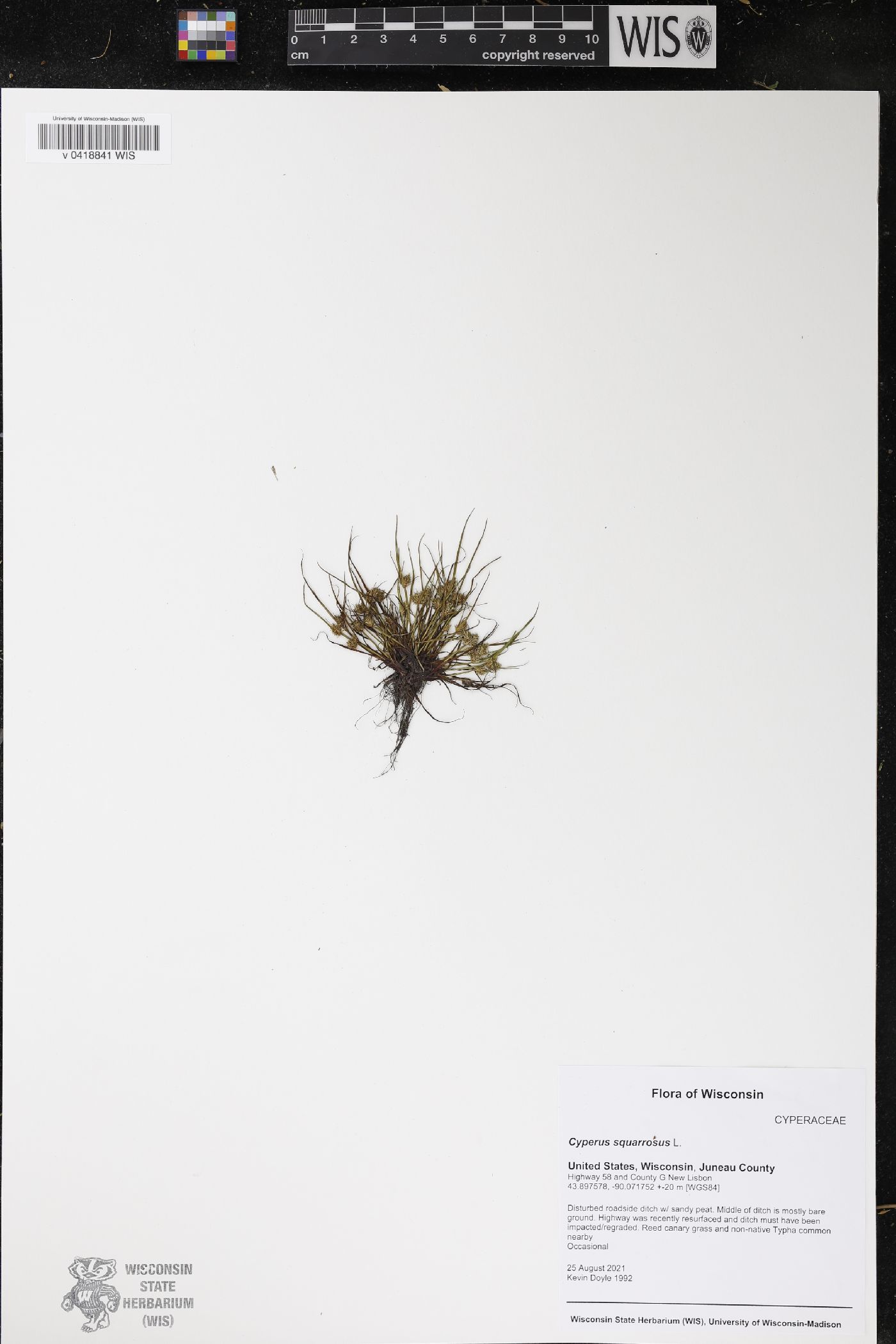 Cyperus squarrosus image