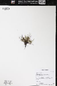 Cyperus squarrosus image