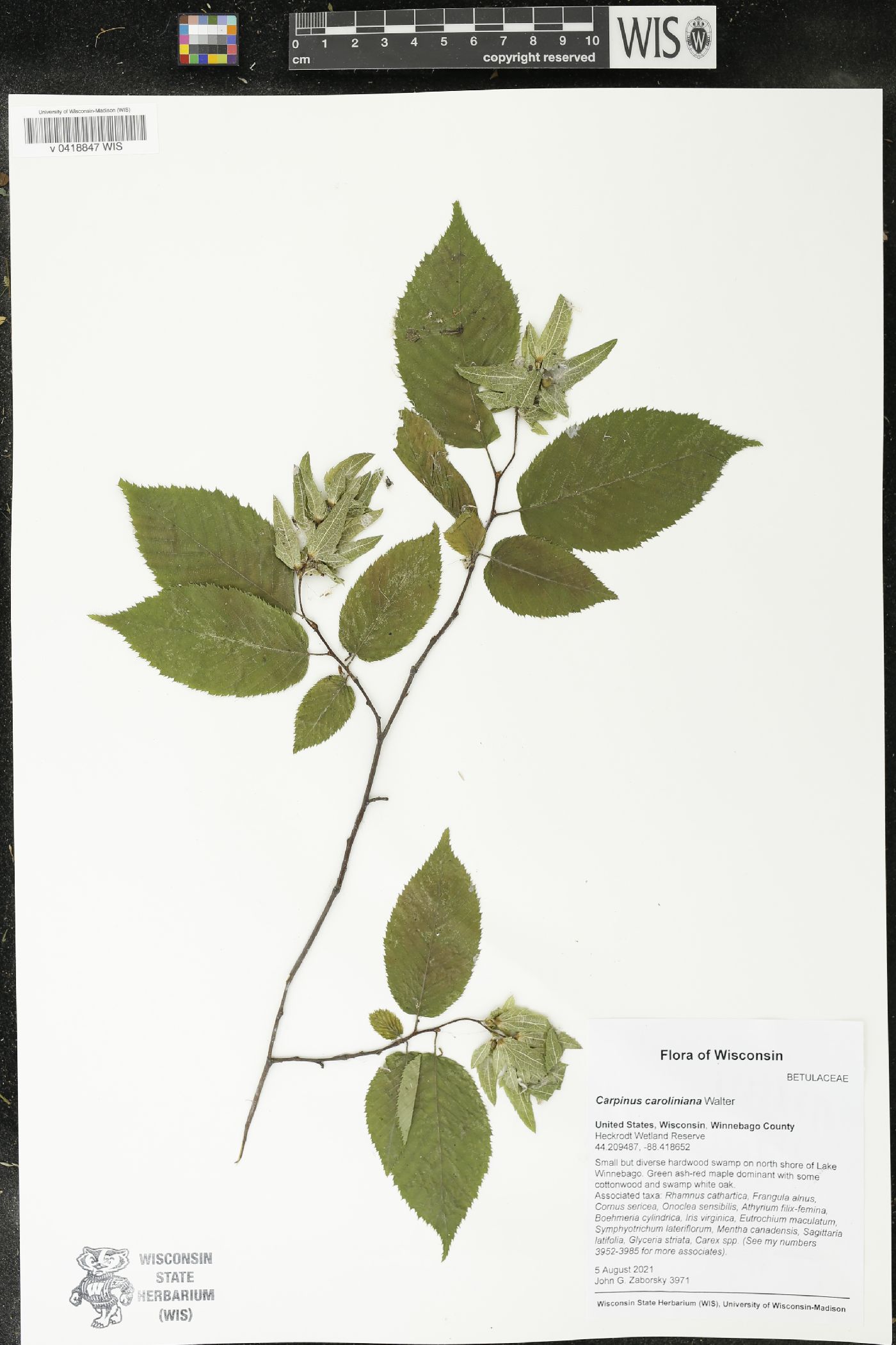 Carpinus caroliniana image