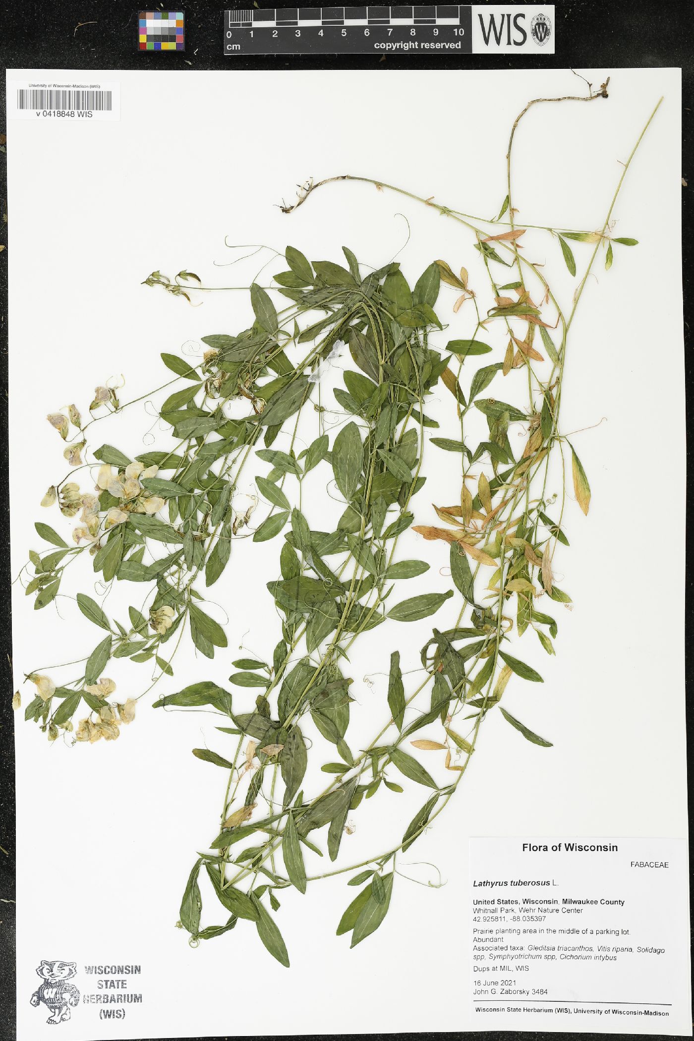 Lathyrus tuberosus image