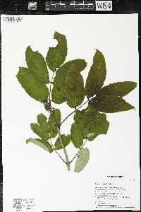 Sambucus racemosa subsp. racemosa image