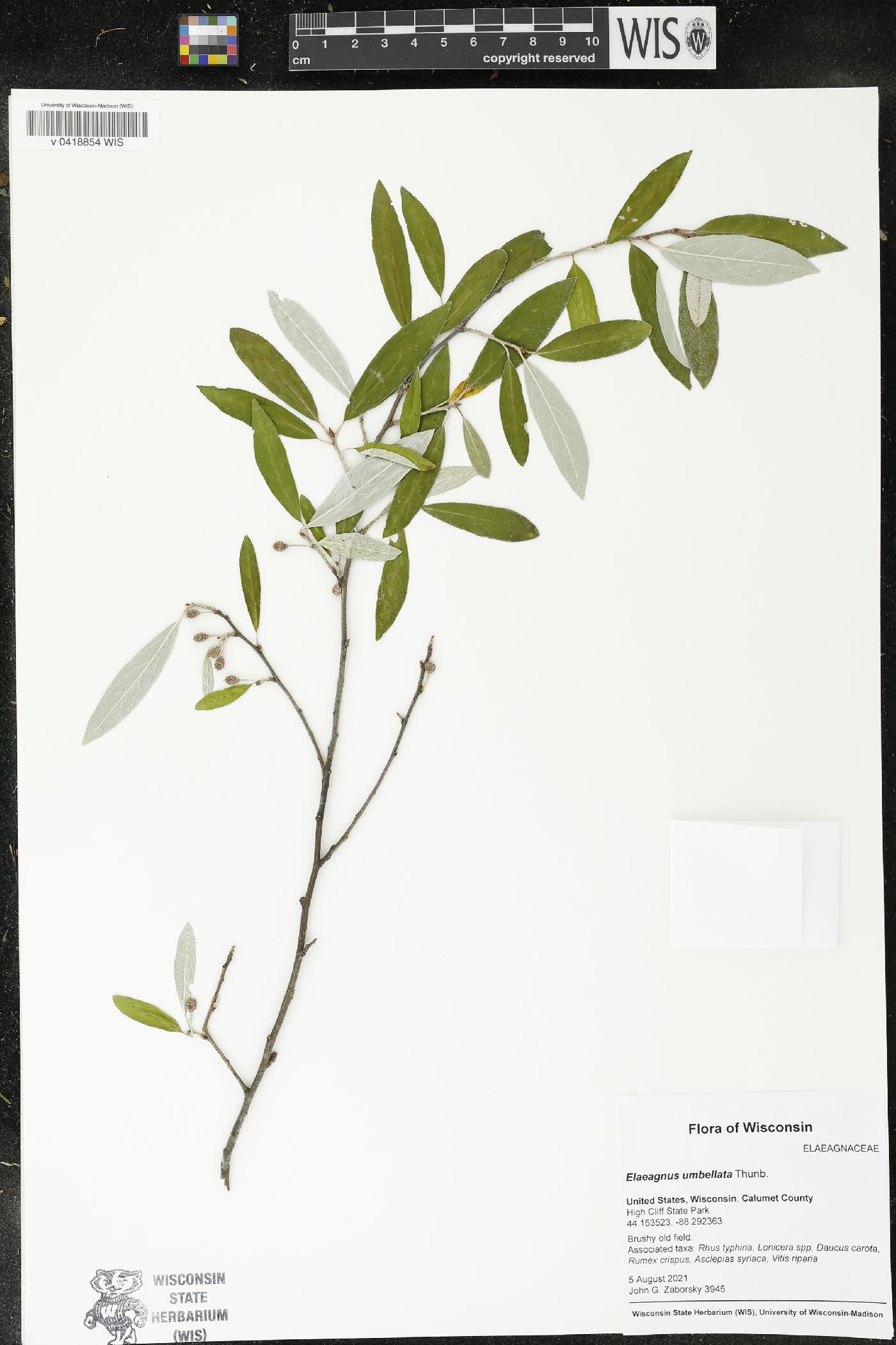 Elaeagnus umbellata image