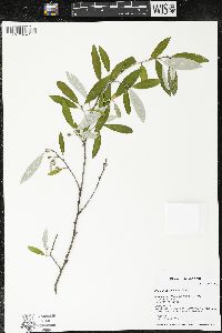 Elaeagnus umbellata image