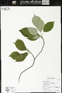 Cornus alternifolia image