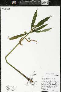 Lysimachia thyrsiflora image