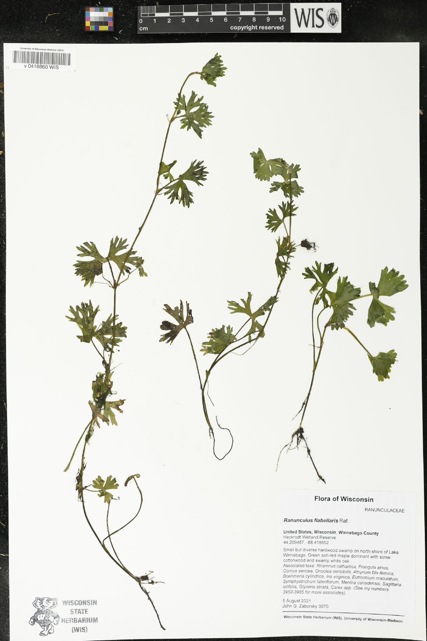 Ranunculus flabellaris image
