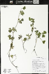 Ranunculus flabellaris image