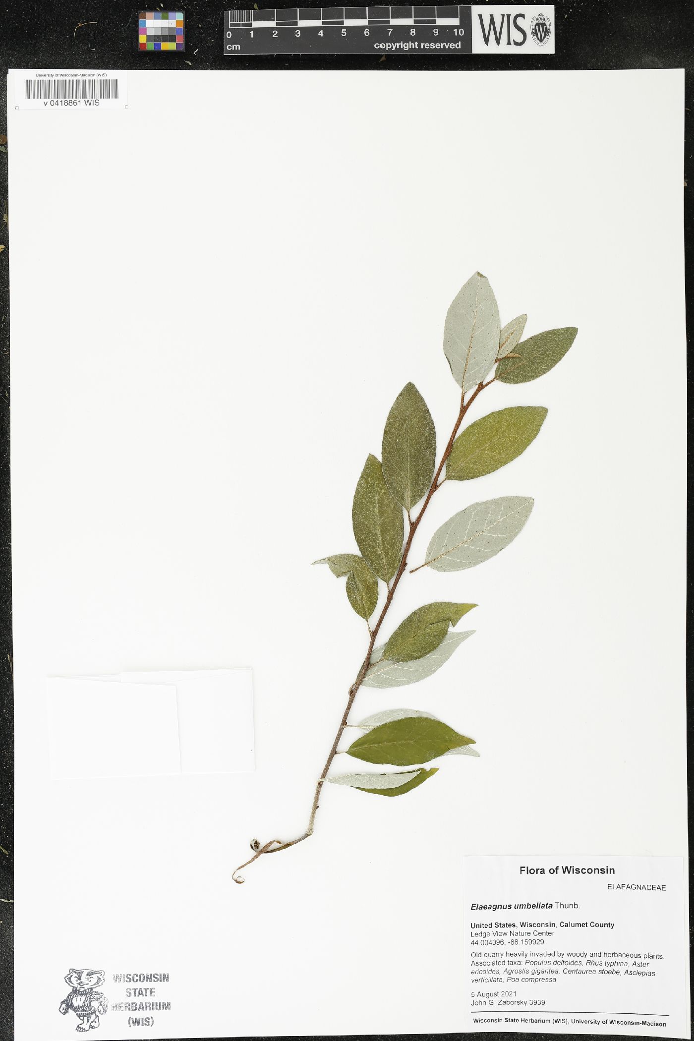 Elaeagnus umbellata image