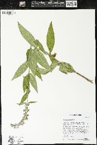 Stachys hispida image