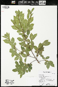 Ulmus pumila image