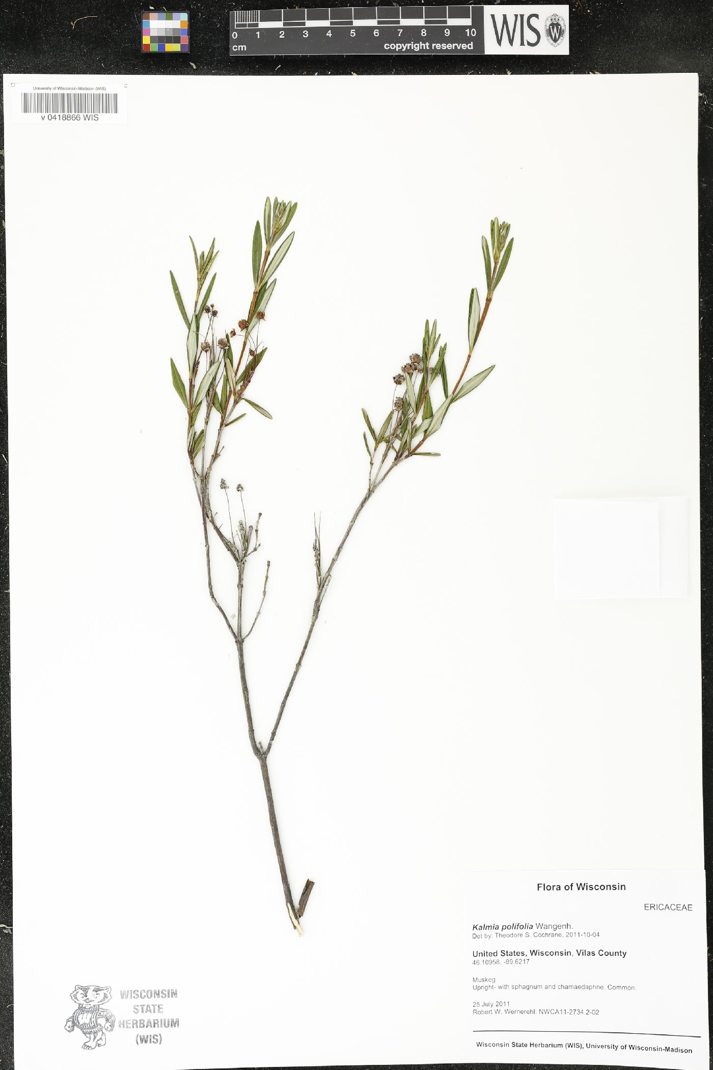 Kalmia polifolia image