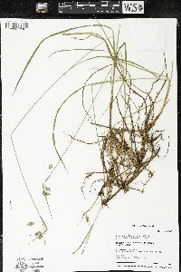 Carex paupercula image