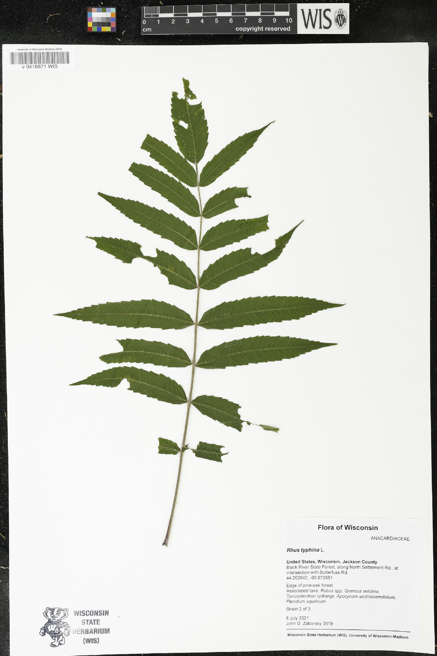 Rhus typhina image