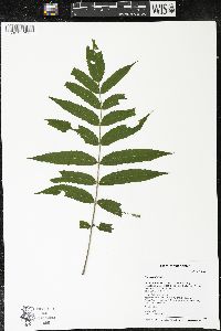 Rhus typhina image