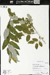 Salix pyrifolia image