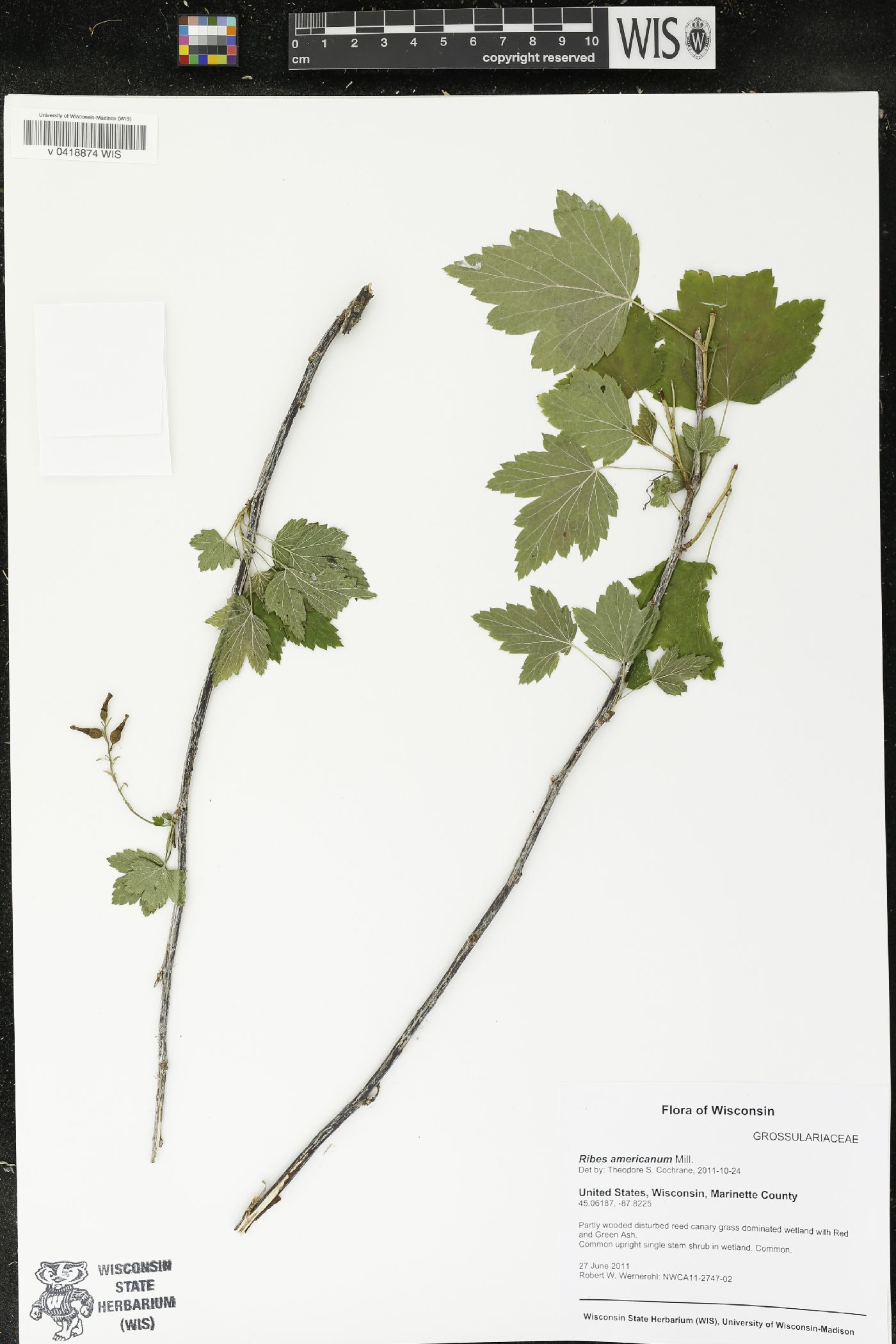 Ribes americanum image