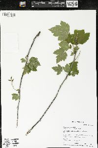 Ribes americanum image
