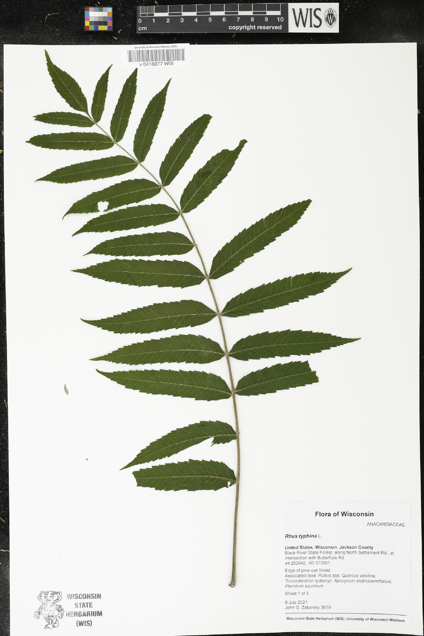 Rhus typhina image