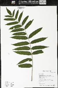 Rhus typhina image