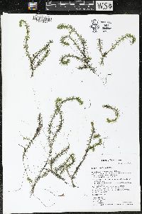 Elodea canadensis image