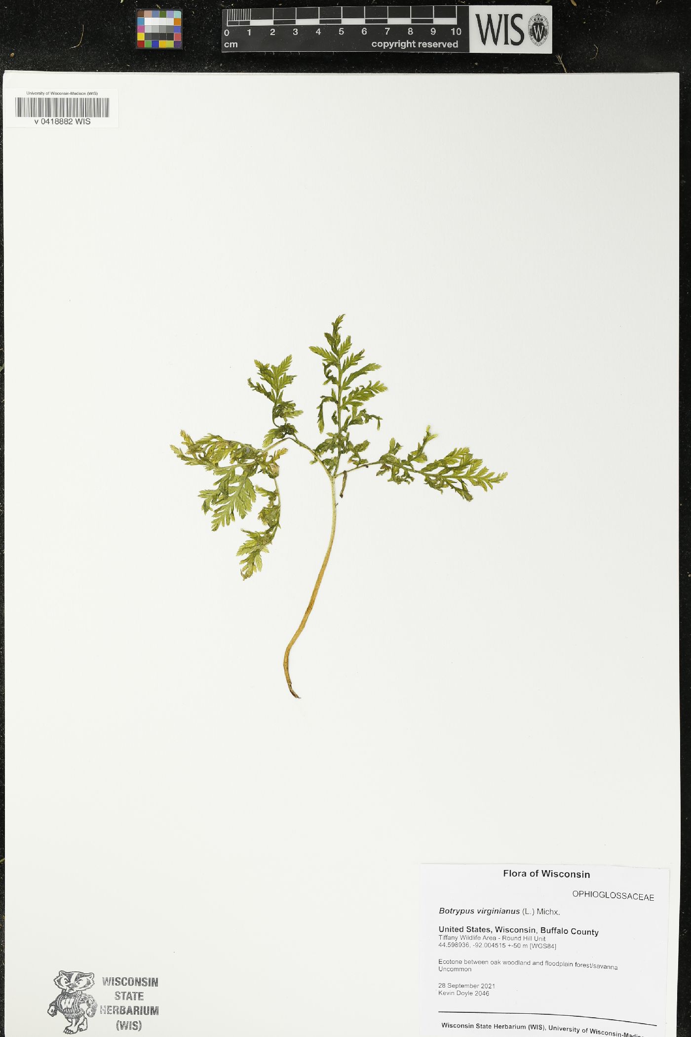 Botrypus virginianus image