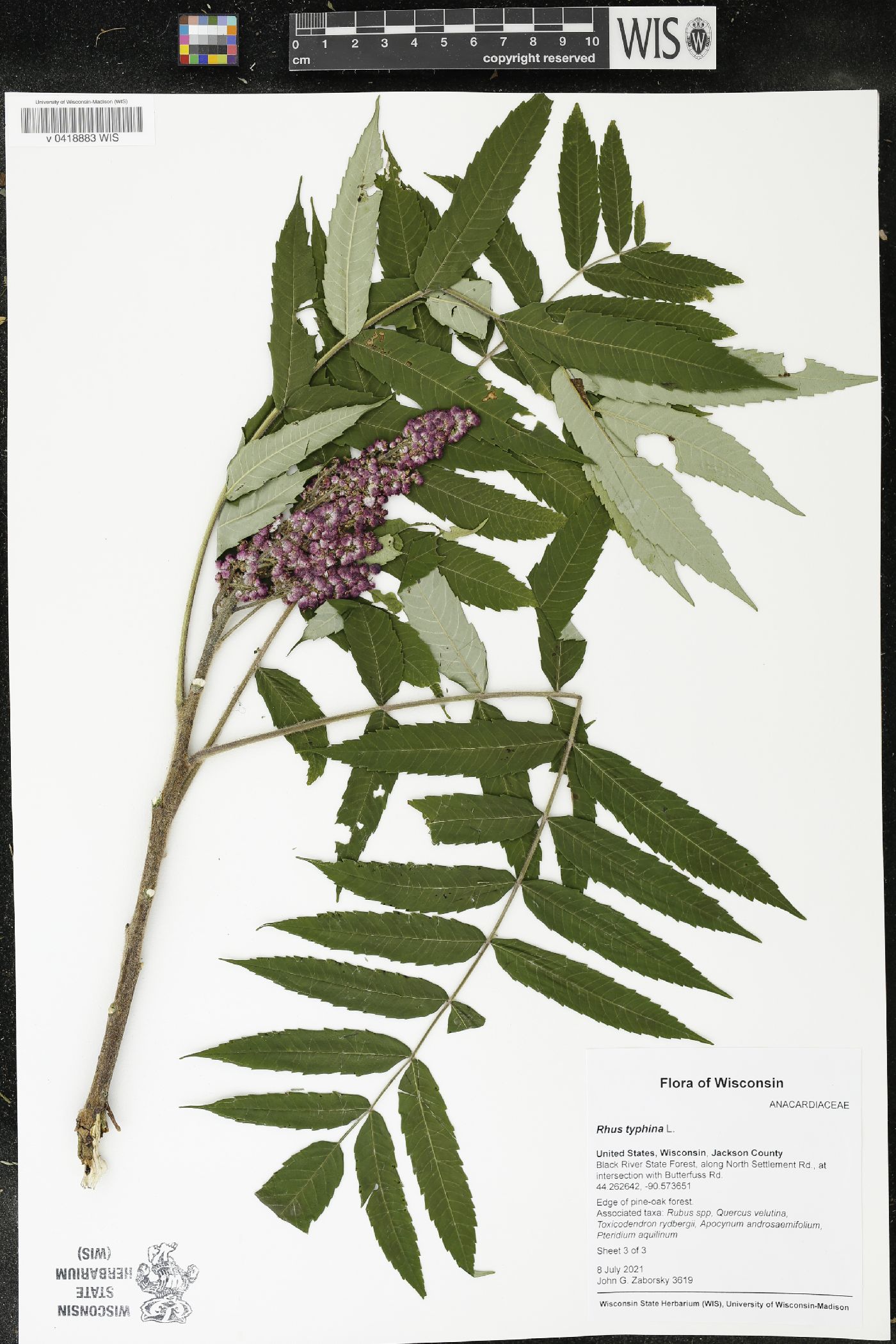Rhus typhina image