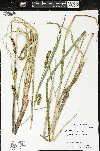 Carex lacustris image