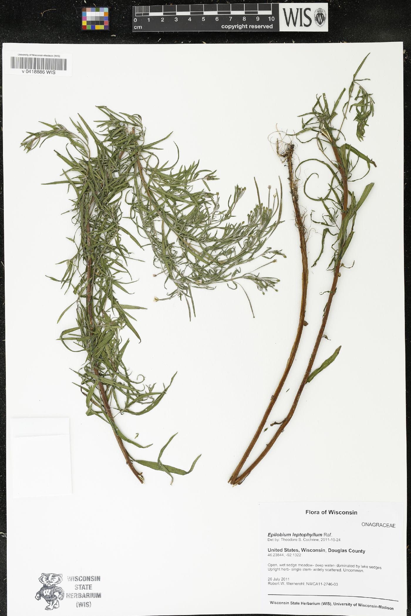 Epilobium leptophyllum image