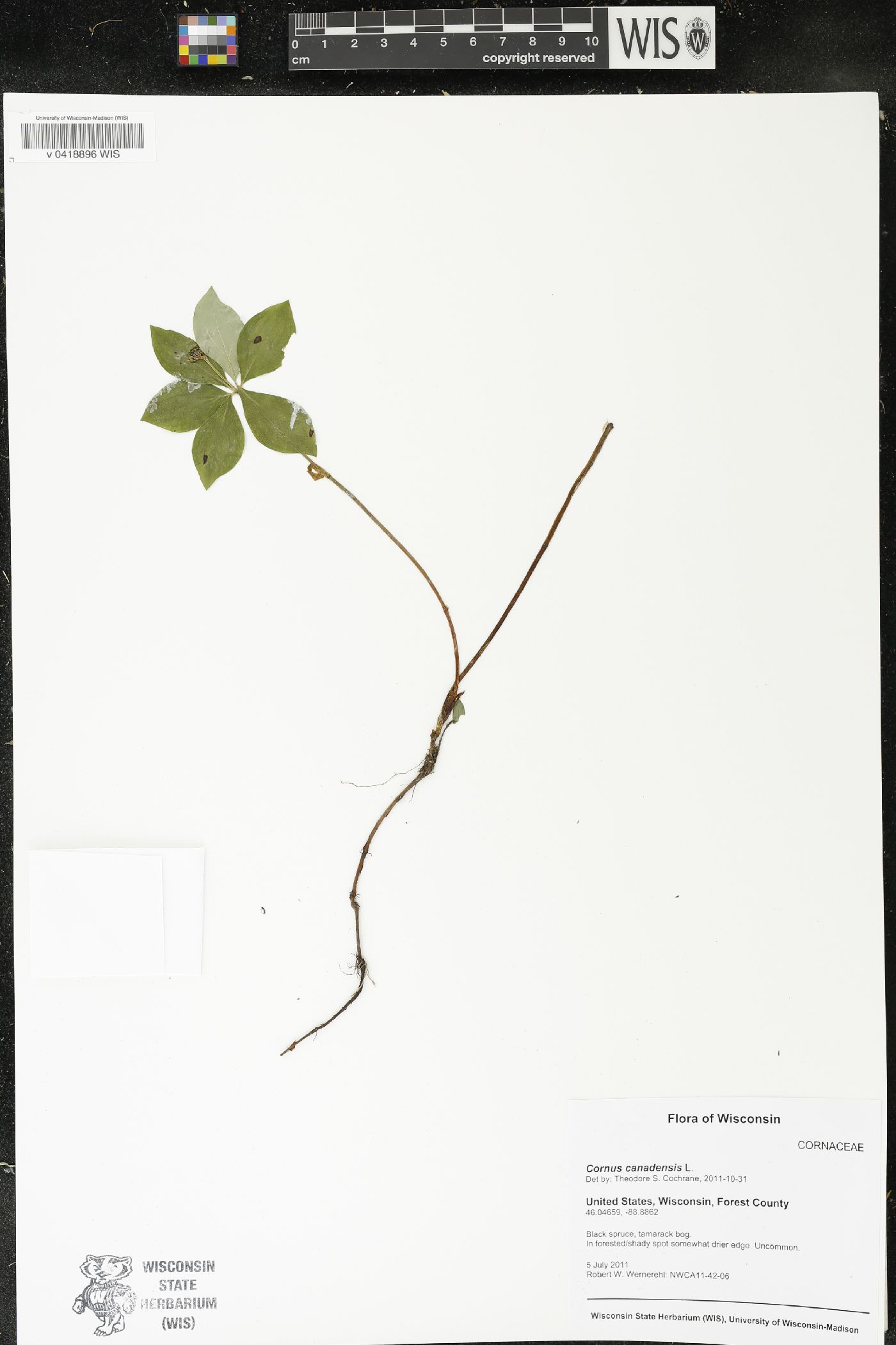 Cornus canadensis image