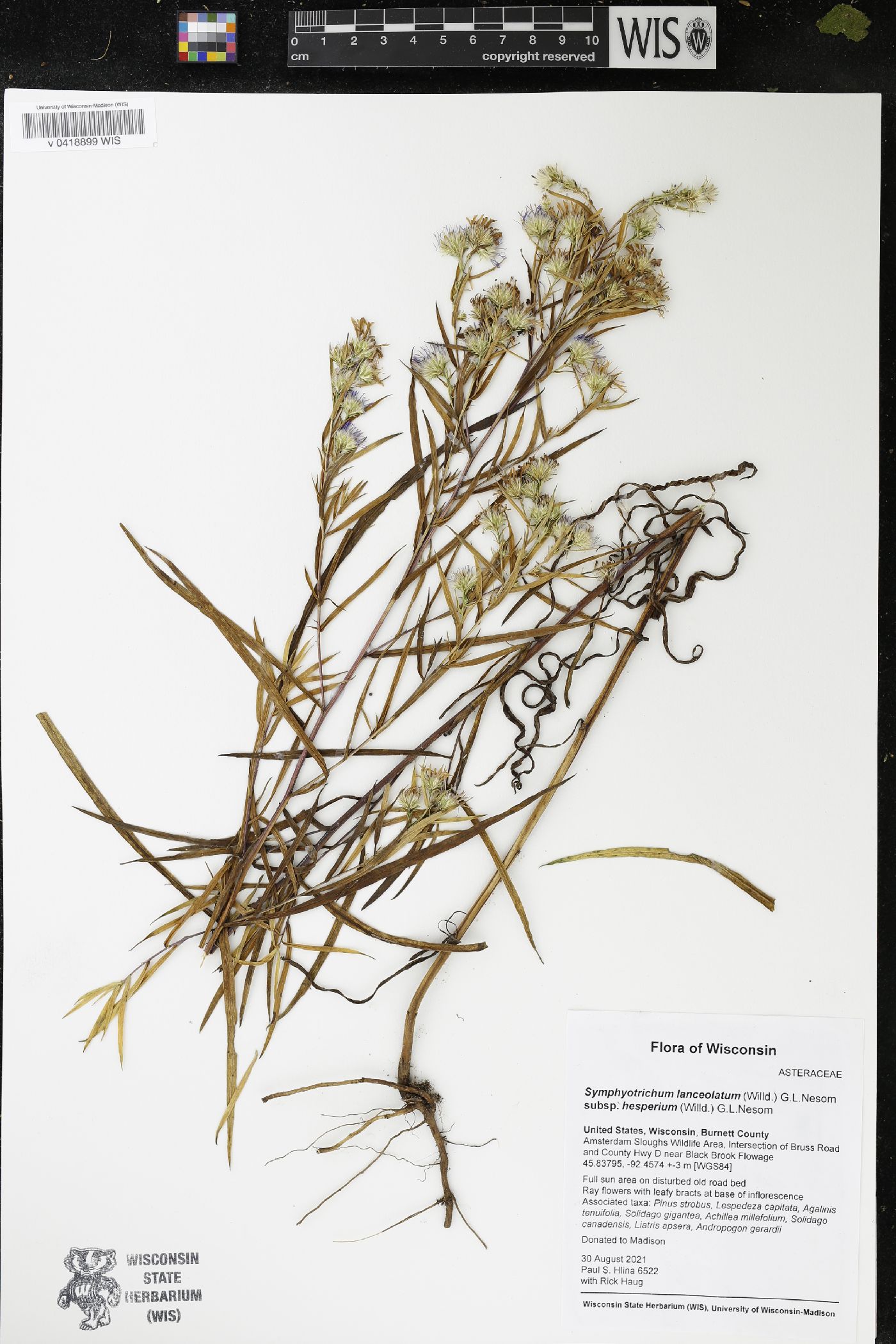 Symphyotrichum lanceolatum image